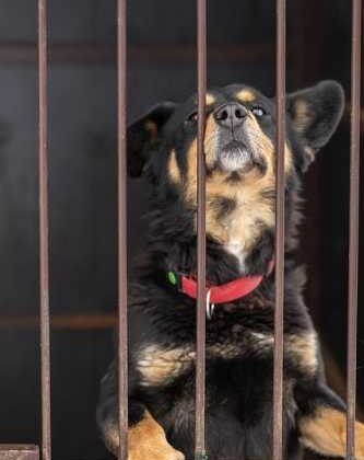 Adoption for Newbies: Easy Tips to Get You Started Right