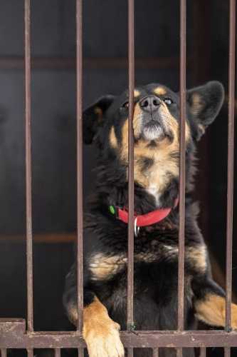 Adoption for Newbies: Easy Tips to Get You Started Right