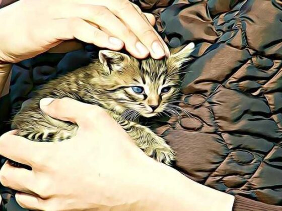 Choosing Baby Adoption: A Heartfelt Journey to Parenthood