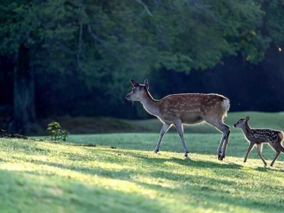 Newbie Parent? Easy Tips for Keeping Baby Healthy!