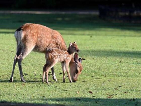 Newbie Parent? Top Baby Tips You’ve Gotta Know!