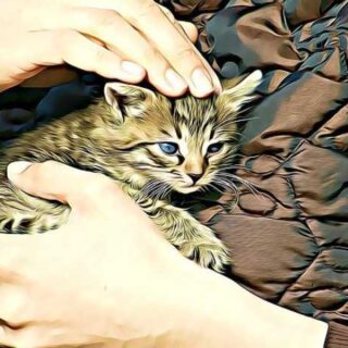 Why Baby Adoption Might Be the Perfect Choice for You